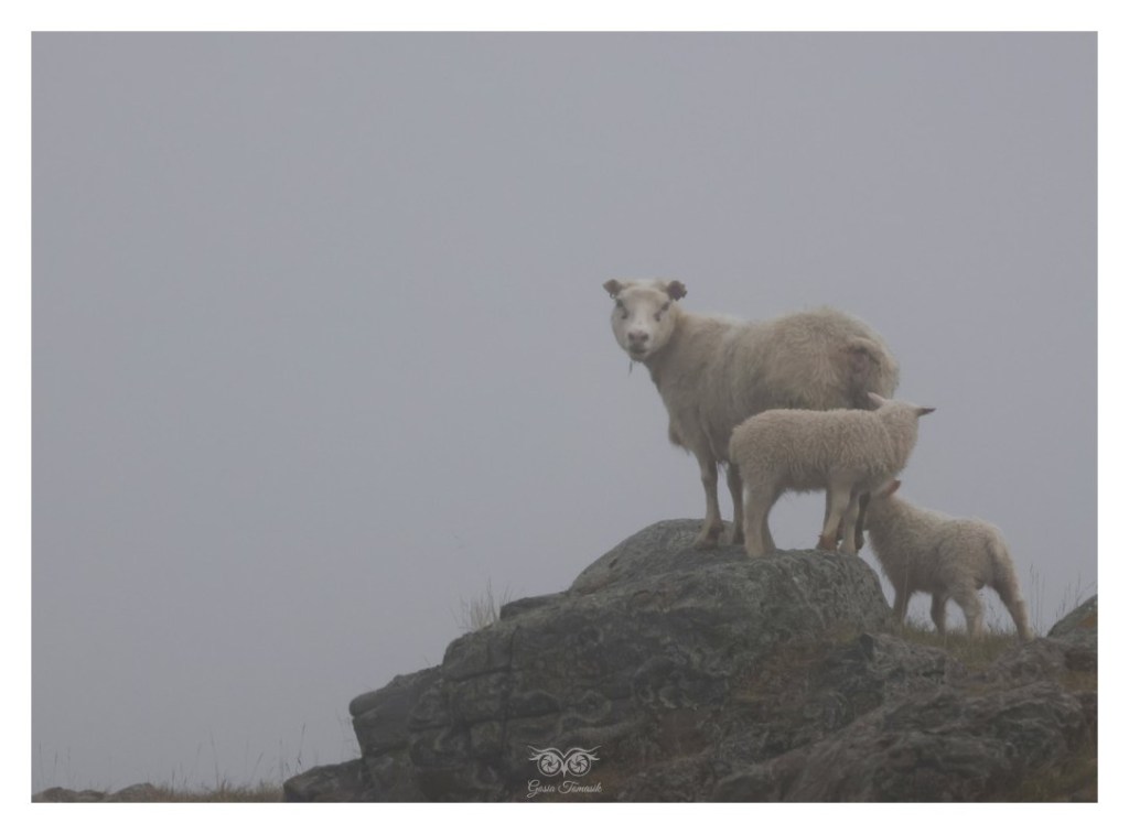 Owca islandzka, 
Islandia 2026.06