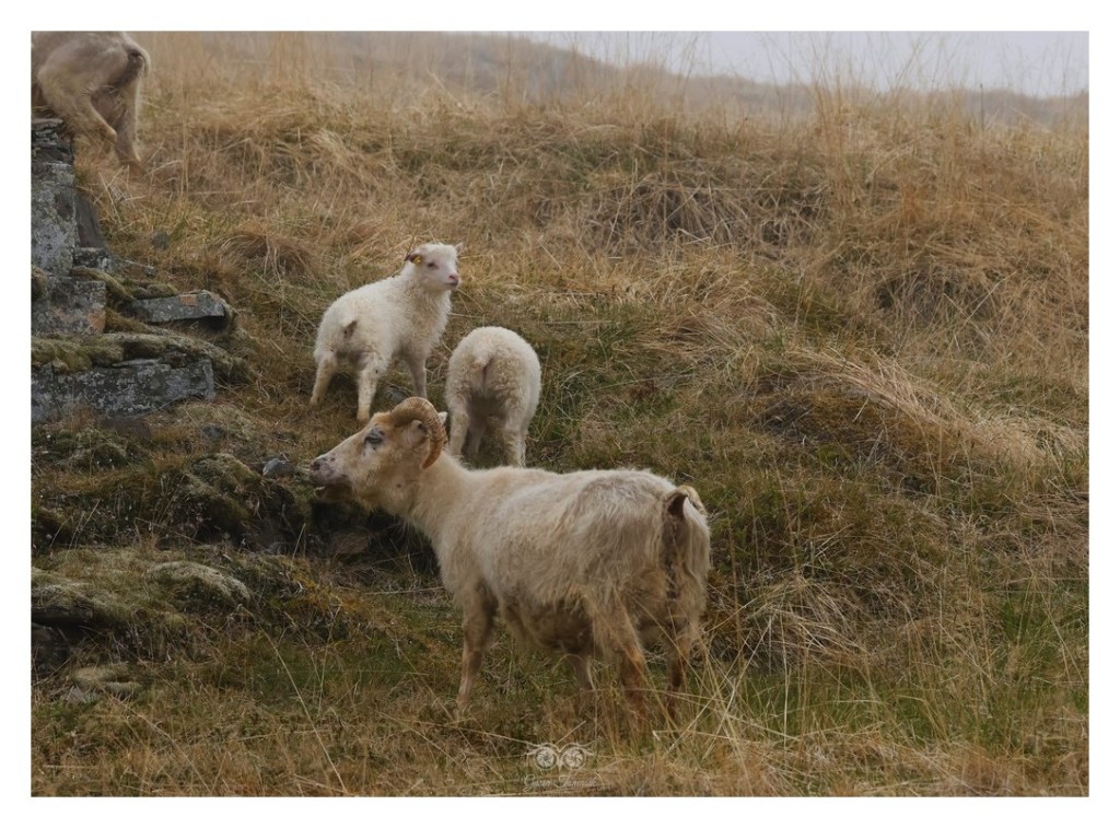 Owca islandzka, 
Islandia 2026.06