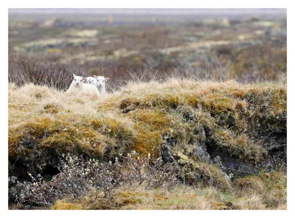 Owca islandzka, 
Islandia 2026.06