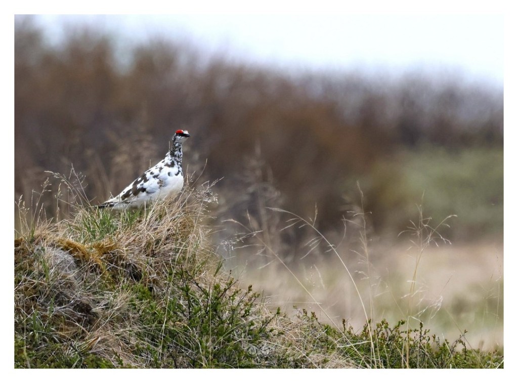 Pardwa górska (Lagopus muta),
Islandia 2026.06