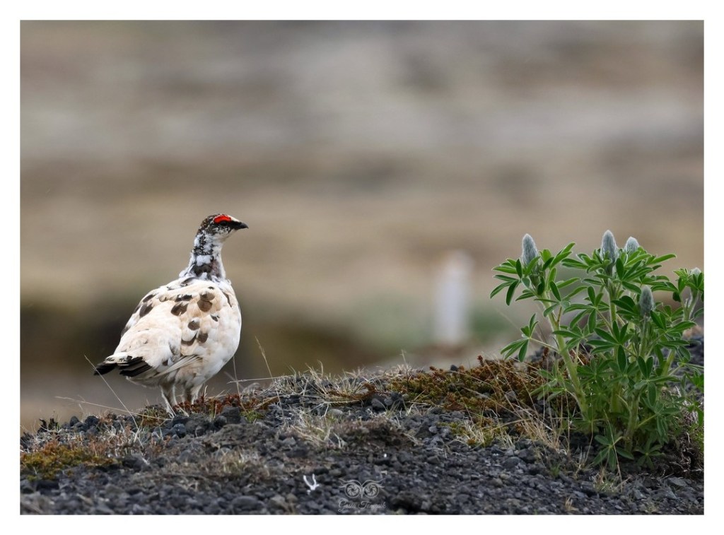 Pardwa górska (Lagopus muta),
Islandia 2026.06