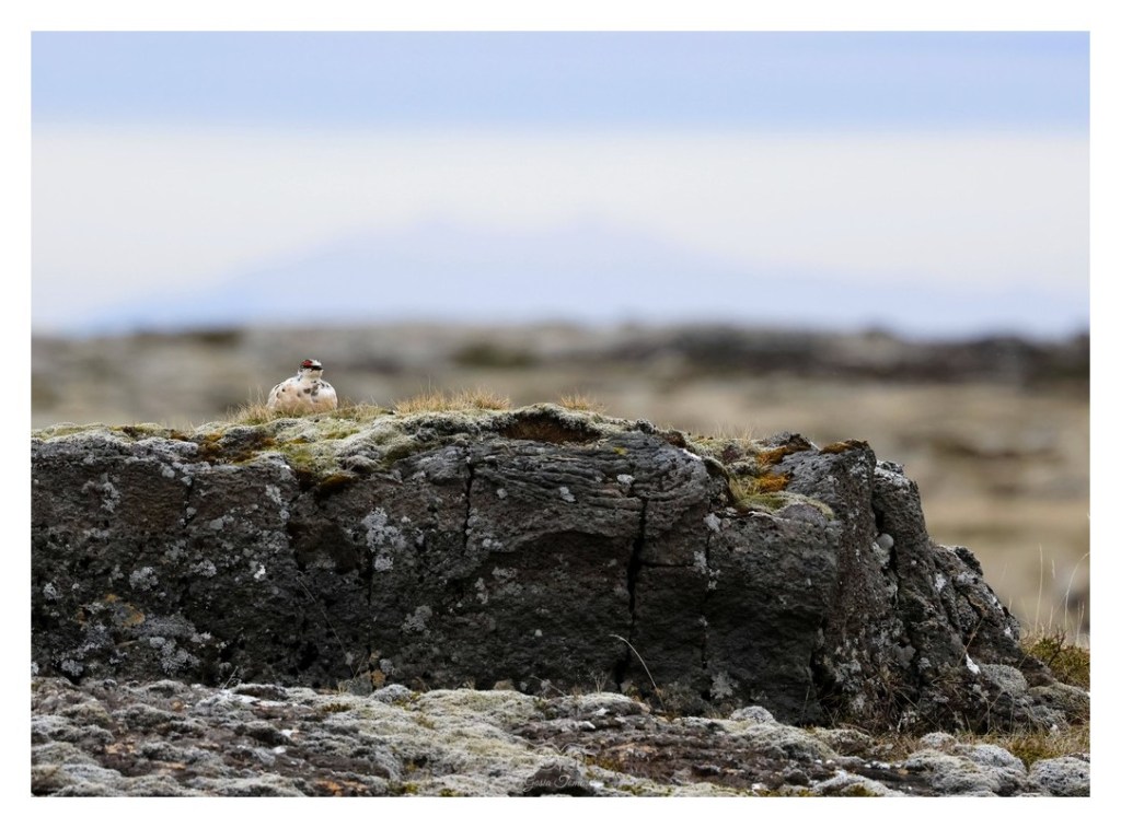 Pardwa górska (Lagopus muta),
Islandia 2026.06