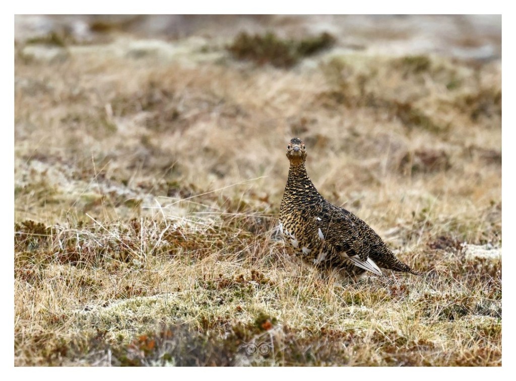 Pardwa górska (Lagopus muta),
Islandia 2026.06