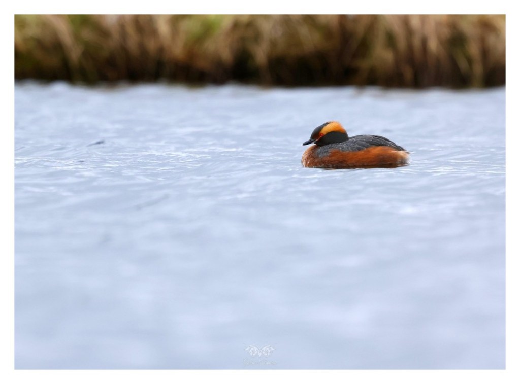 Perkoz rogaty (Podiceps auritus),
Islandia 2026.06