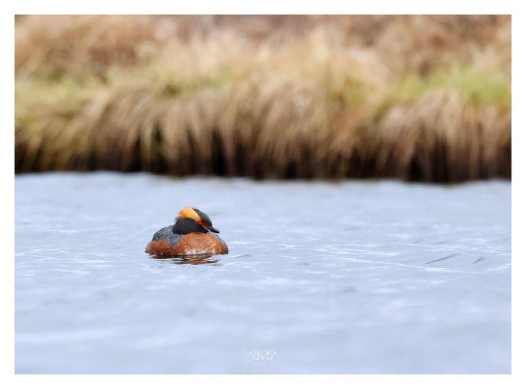 Perkoz rogaty (Podiceps auritus), Islandia 2026.06