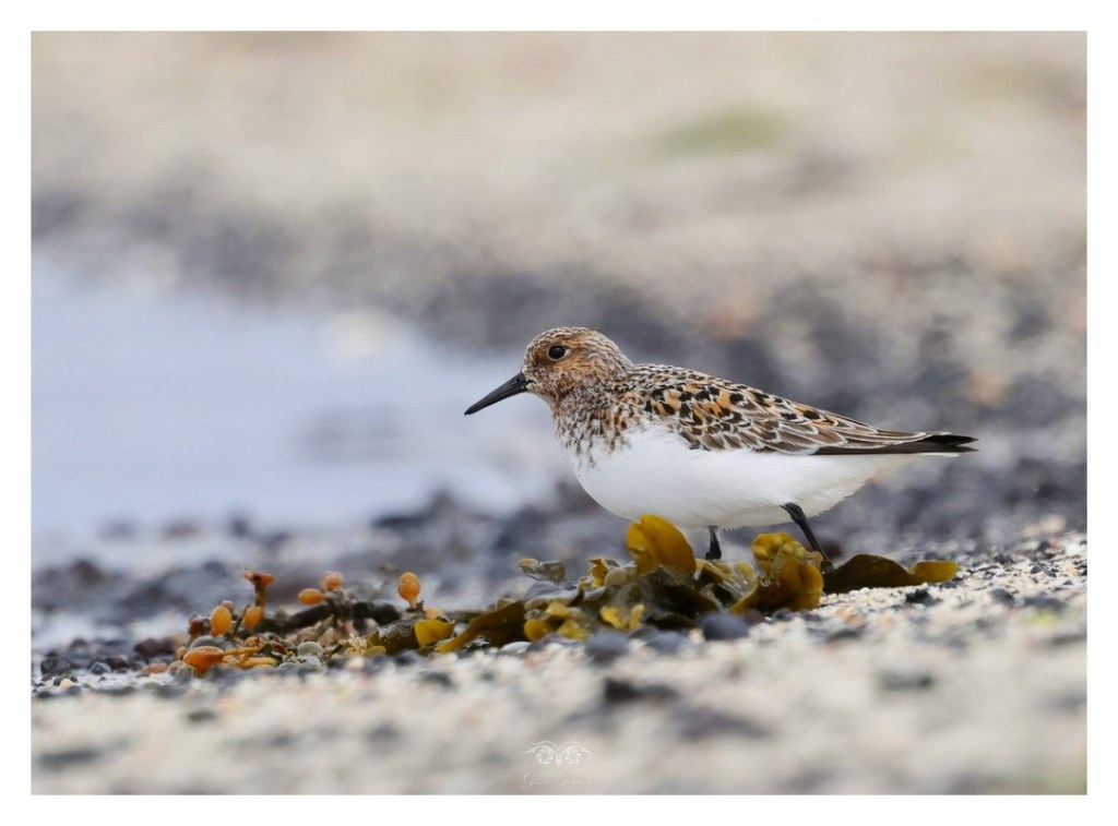 Piaskowiec (Calidris alba), Islandia 2026.06