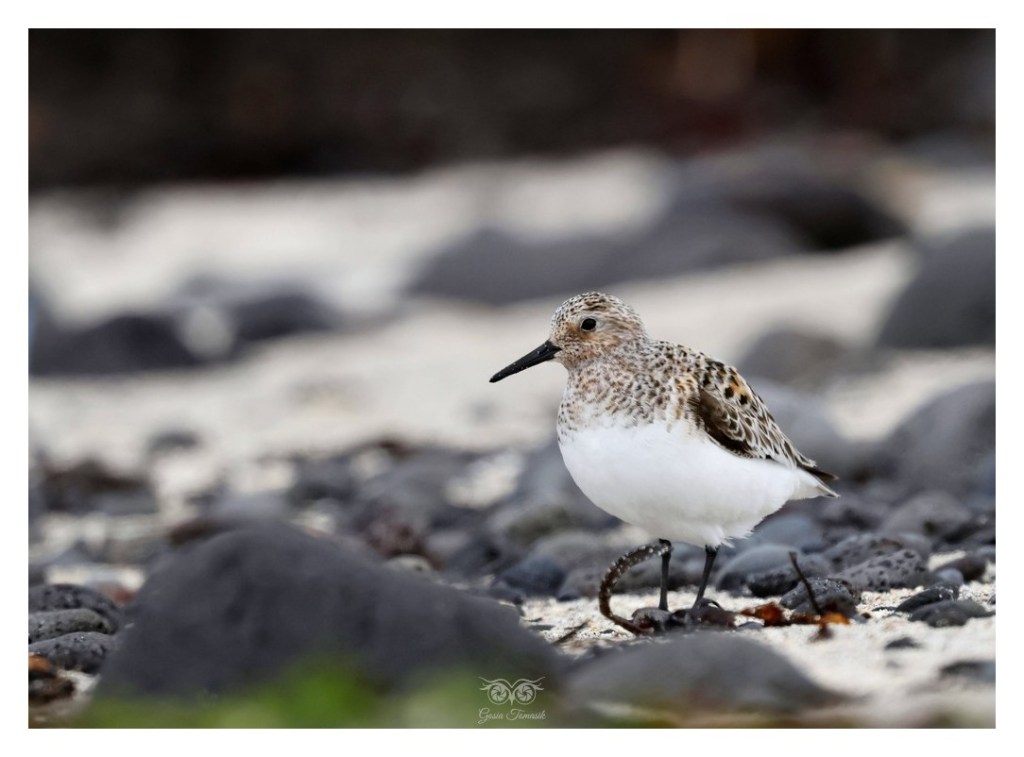 Piaskowiec (Calidris alba),
Islandia 2026.06