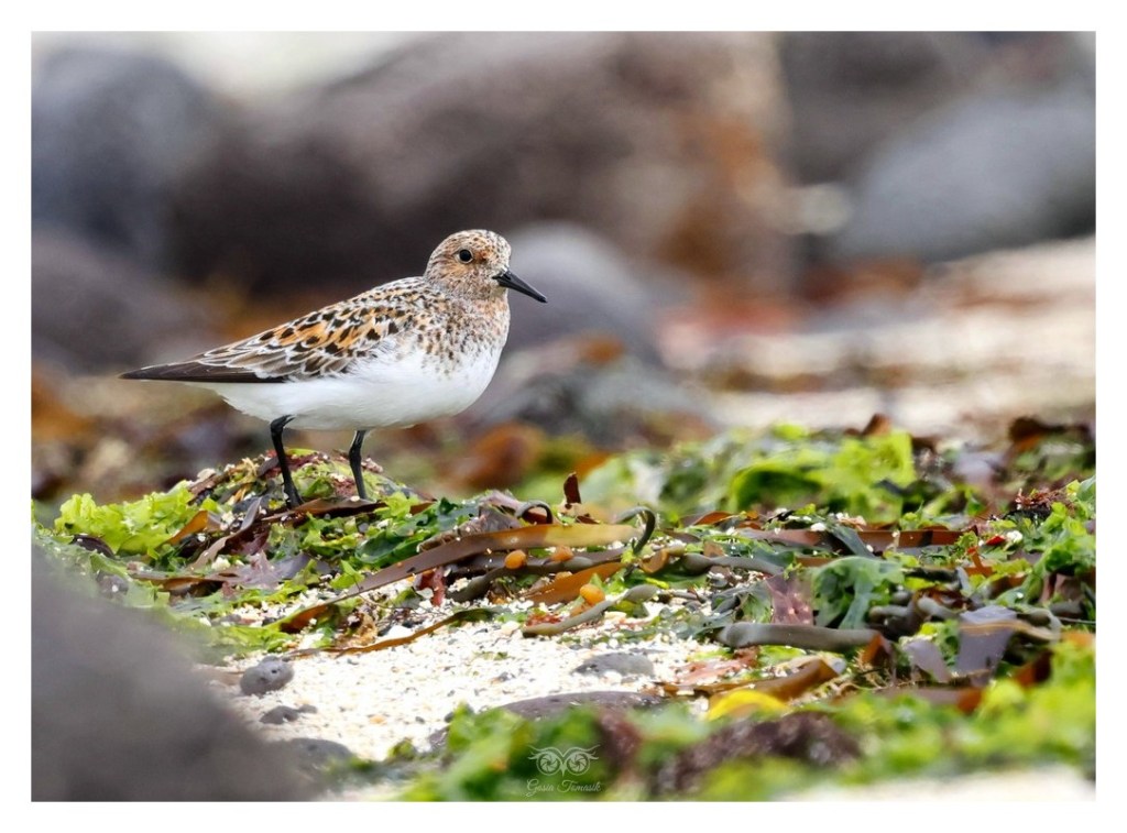 Piaskowiec (Calidris alba),
Islandia 2026.06