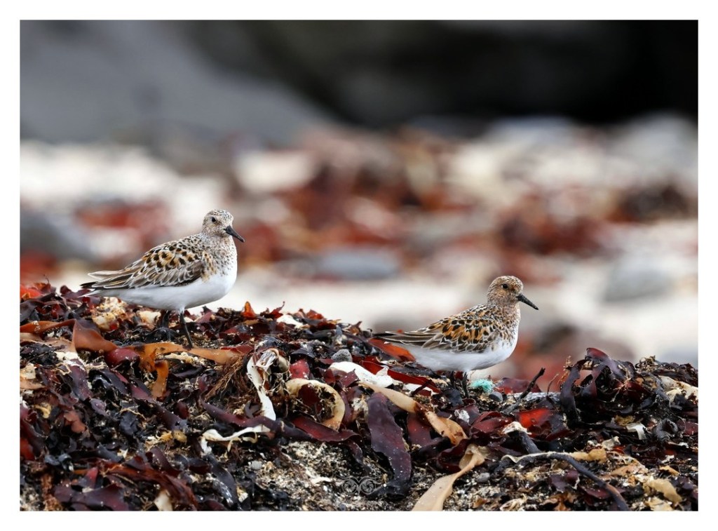 Piaskowiec (Calidris alba),
Islandia 2026.06