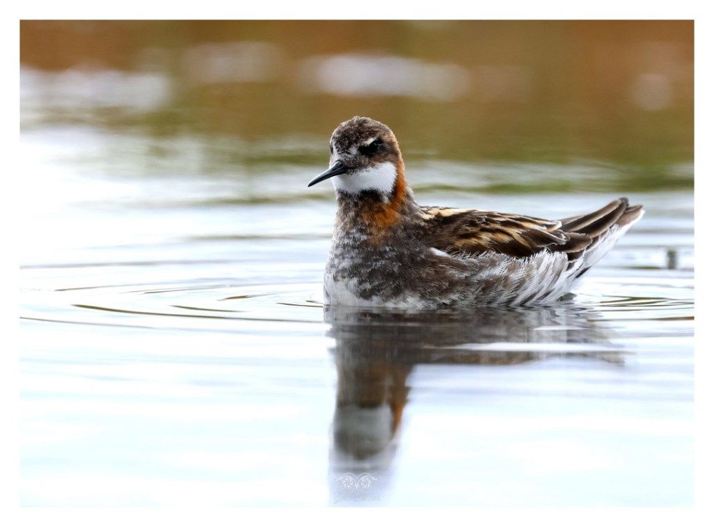 Płatkonóg szydłodzioby (Phalaropus lobatus),
Islandia 2026.06