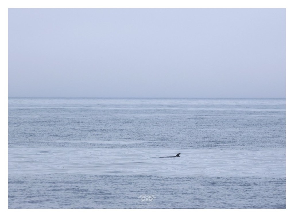 Płetwal zwyczajny, finwal (Balaenoptera physalus), 
Islandia 2026.06