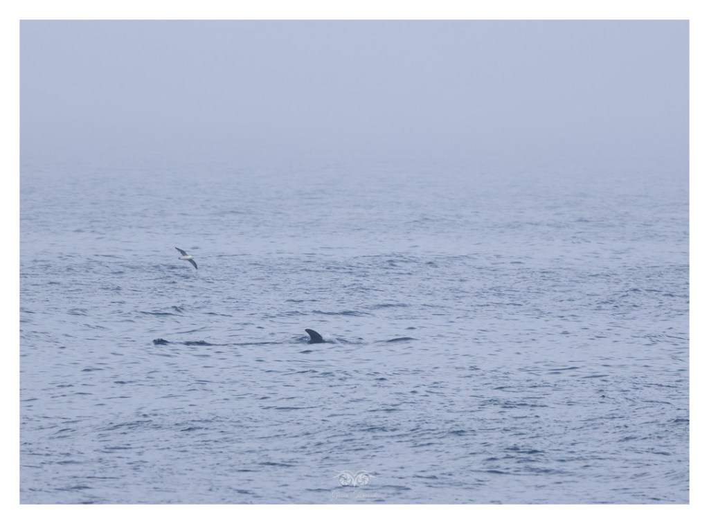 Płetwal zwyczajny, finwal (Balaenoptera physalus), Islandia 2026.06