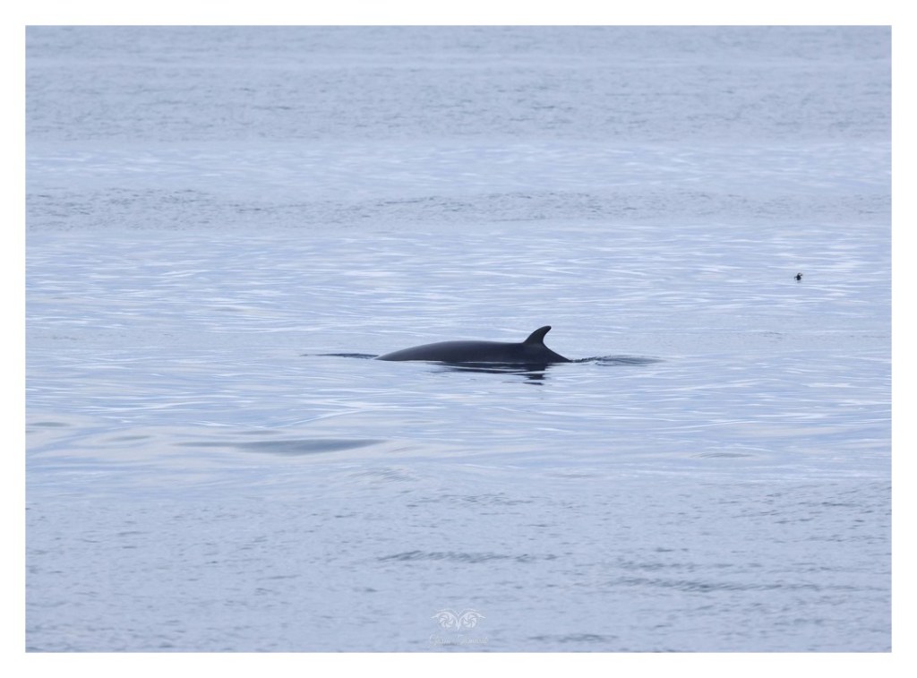 Płetwal zwyczajny, finwal (Balaenoptera physalus), 
Islandia 2026.06