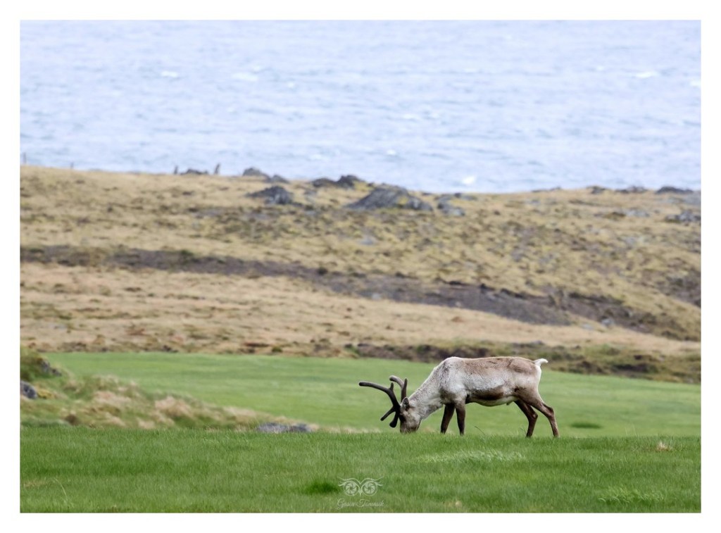 Renifer tundrowy, ren, karibu (Rangifer tarandus), 
Islandia 2026.06