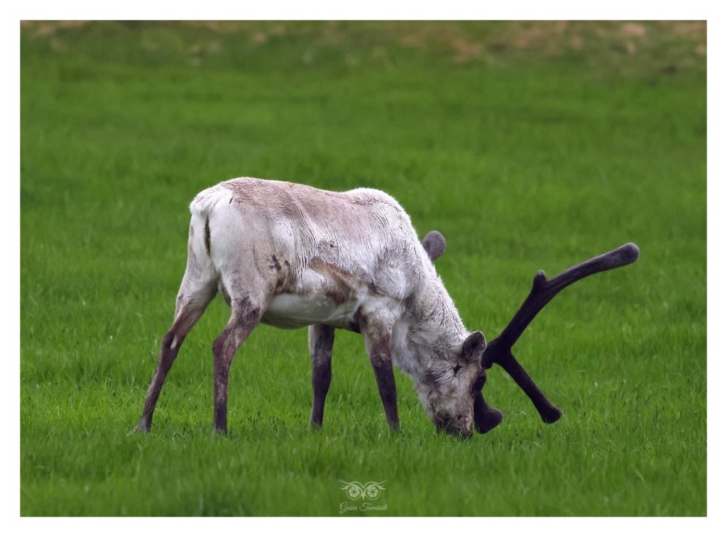 Renifer tundrowy, ren, karibu (Rangifer tarandus), Islandia 2026.06