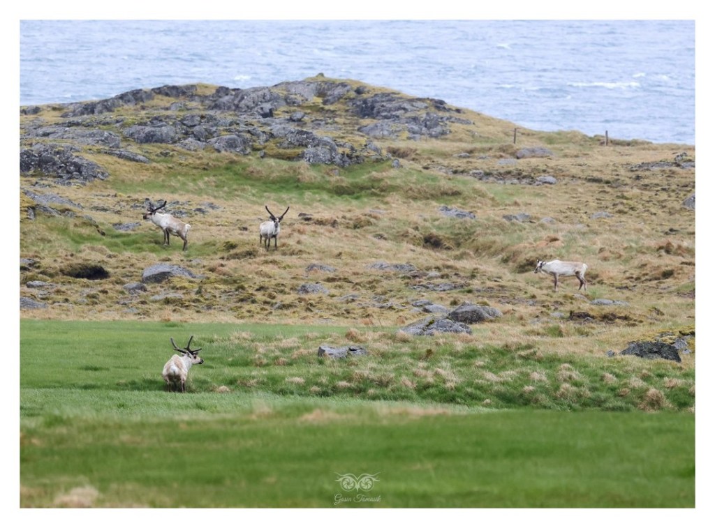 Renifer tundrowy, ren, karibu (Rangifer tarandus), 
Islandia 2026.06