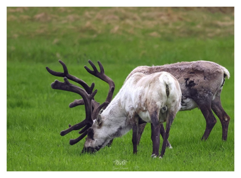 Renifer tundrowy, ren, karibu (Rangifer tarandus), 
Islandia 2026.06