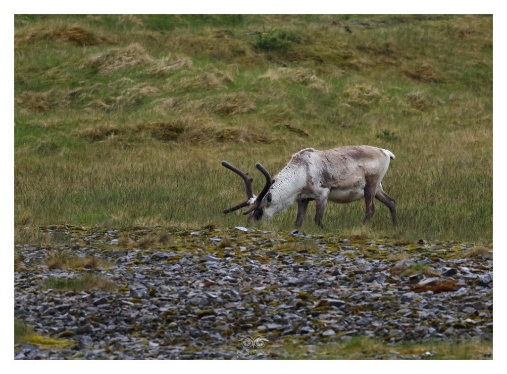 Renifer tundrowy, ren, karibu (Rangifer tarandus), 
Islandia 2026.06
