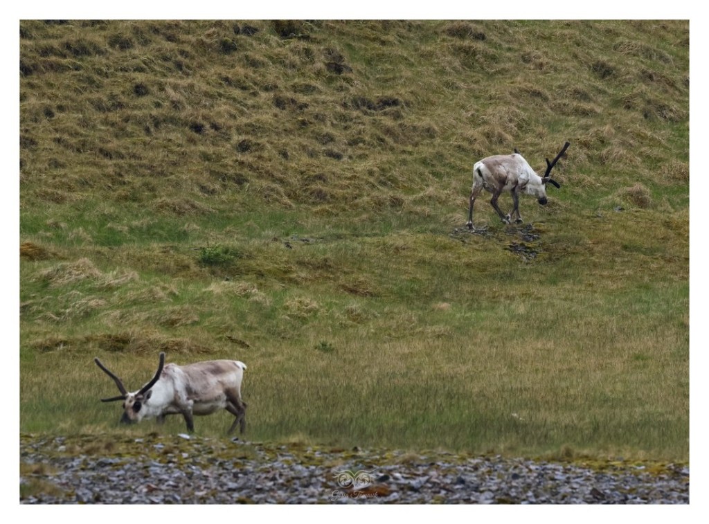 Renifer tundrowy, ren, karibu (Rangifer tarandus), 
Islandia 2026.06