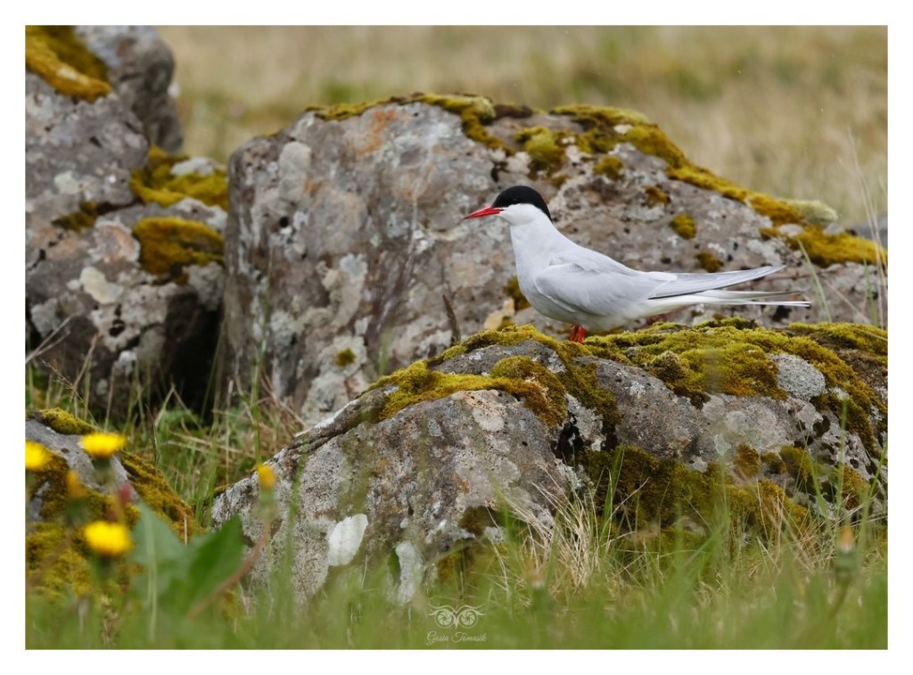 Rybitwa popielata (Sterna paradisaea), 
Islandia 2026.06