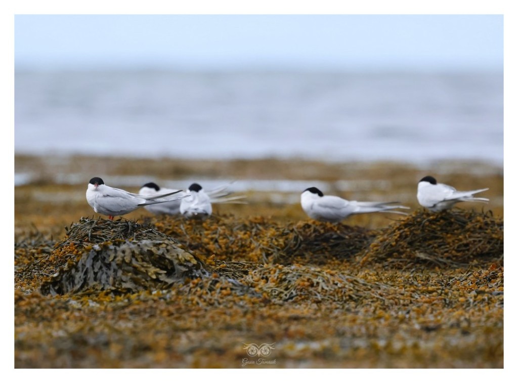 Rybitwa popielata (Sterna paradisaea), 
Islandia 2026.06