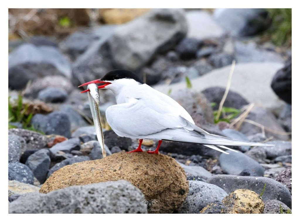 Rybitwa popielata (Sterna paradisaea), 
Islandia 2026.06