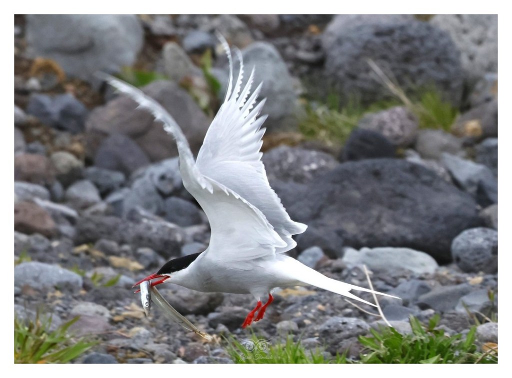 Rybitwa popielata (Sterna paradisaea), 
Islandia 2026.06