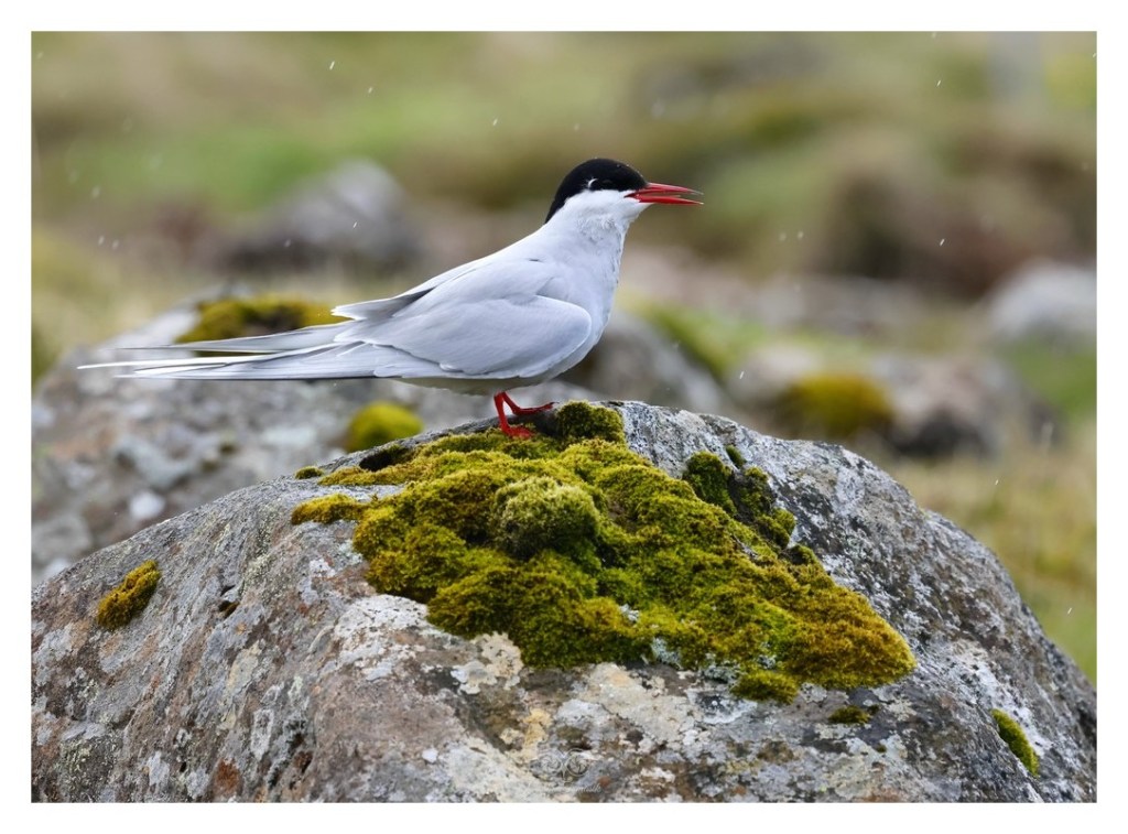 Rybitwa popielata (Sterna paradisaea), Islandia 2026.06 