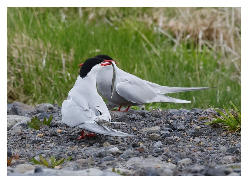 Rybitwa popielata (Sterna paradisaea), 
Islandia 2026.06