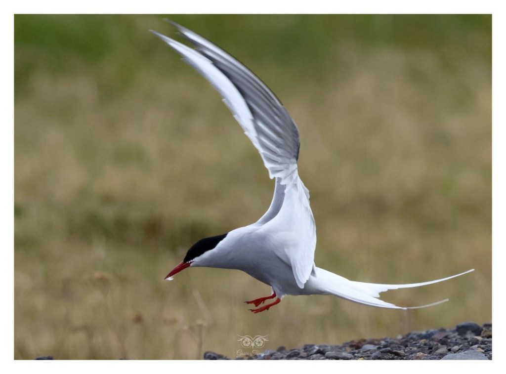 Rybitwa popielata (Sterna paradisaea), 
Islandia 2026.06