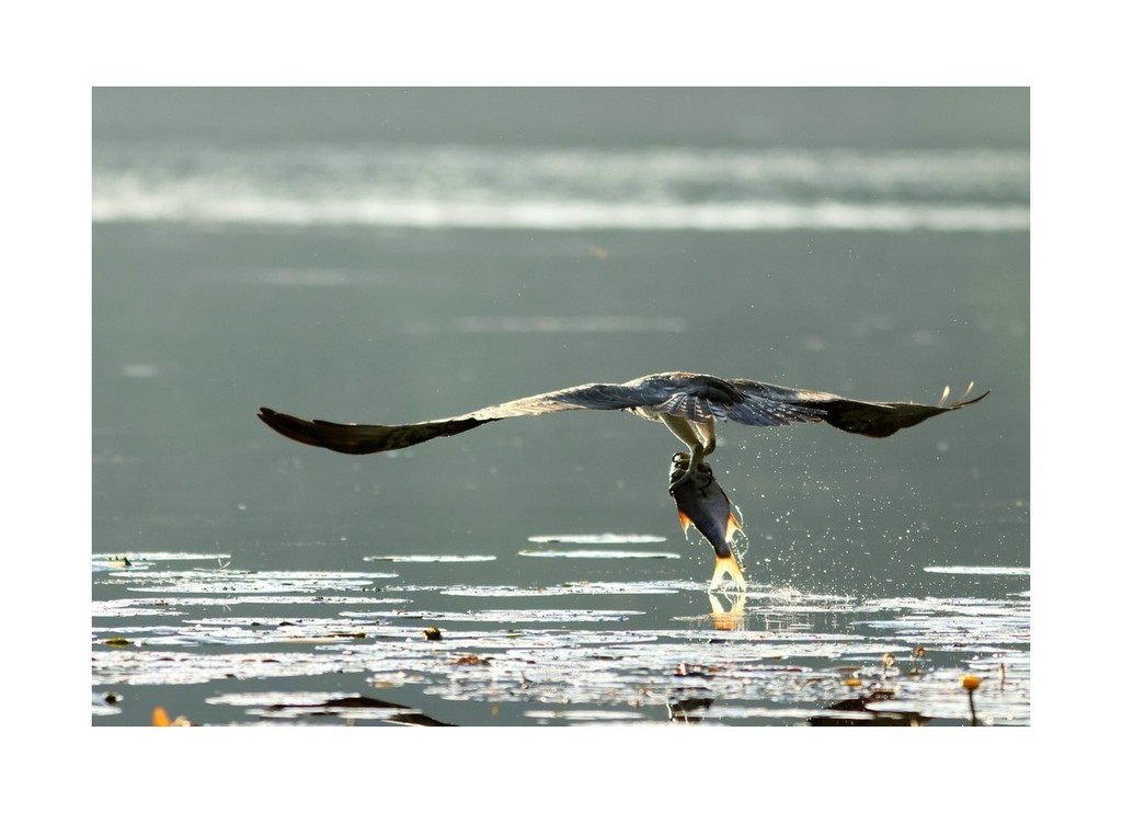 Rybołów (Pandion haliaetus),
Polska 2026.06