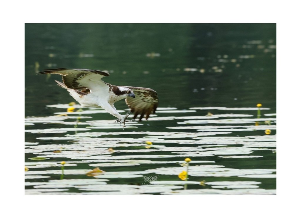 Rybołów (Pandion haliaetus),
Polska 2026.06