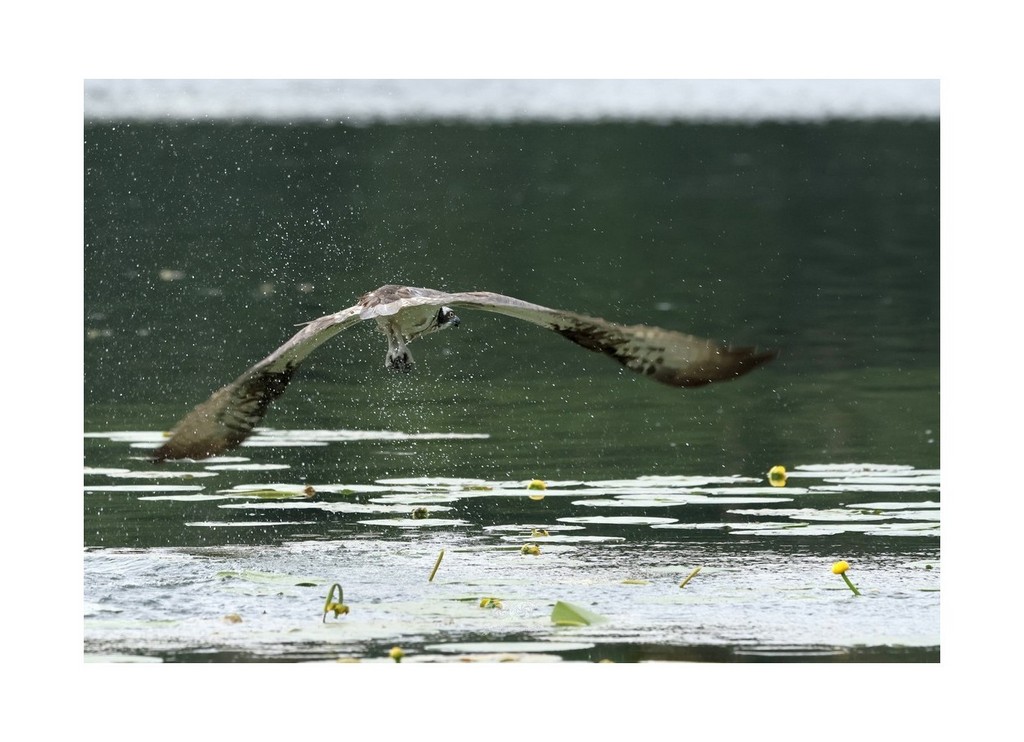 Rybołów (Pandion haliaetus),
Polska 2026.06