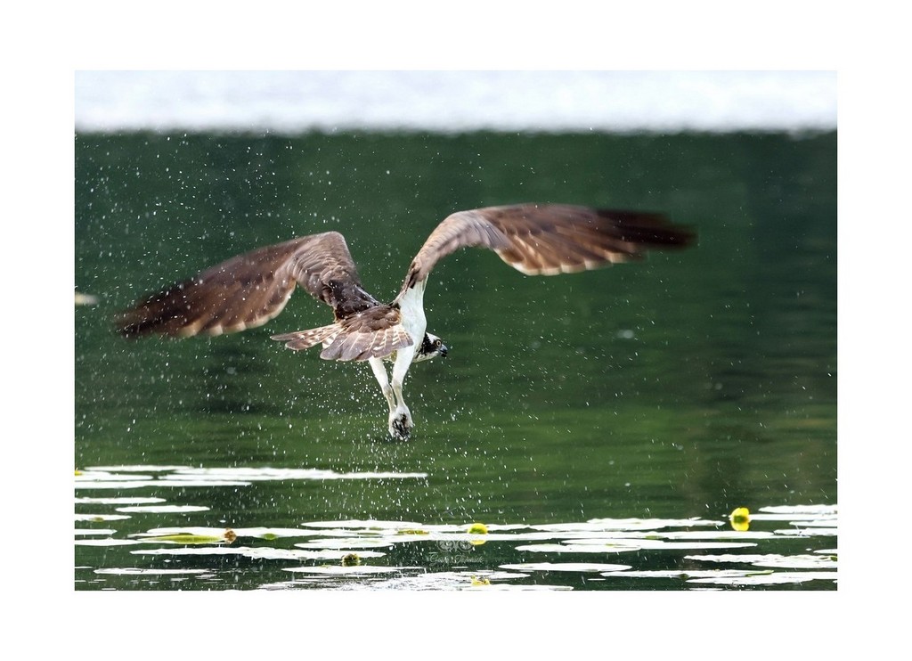 Rybołów (Pandion haliaetus),
Polska 2026.06