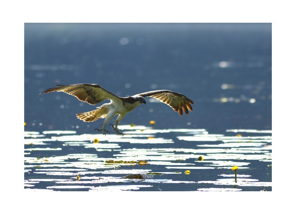 Rybołów (Pandion haliaetus),
Polska 2026.06