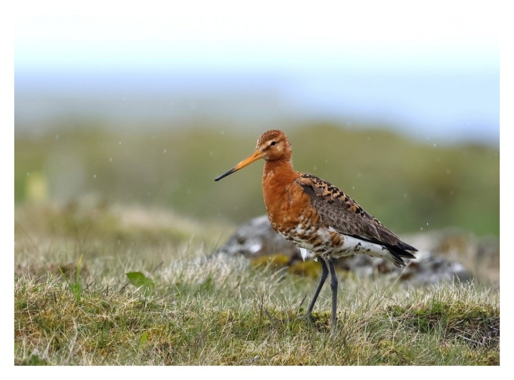Rycyk, szlamik rycyk, szlamnik rycyk (Limosa limosa), 
Islandia 2026.06