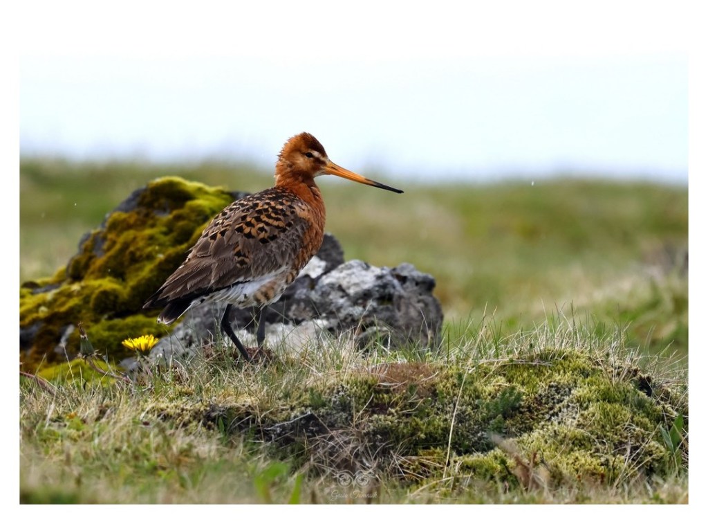 Rycyk, szlamik rycyk, szlamnik rycyk (Limosa limosa), Islandia 2026.06