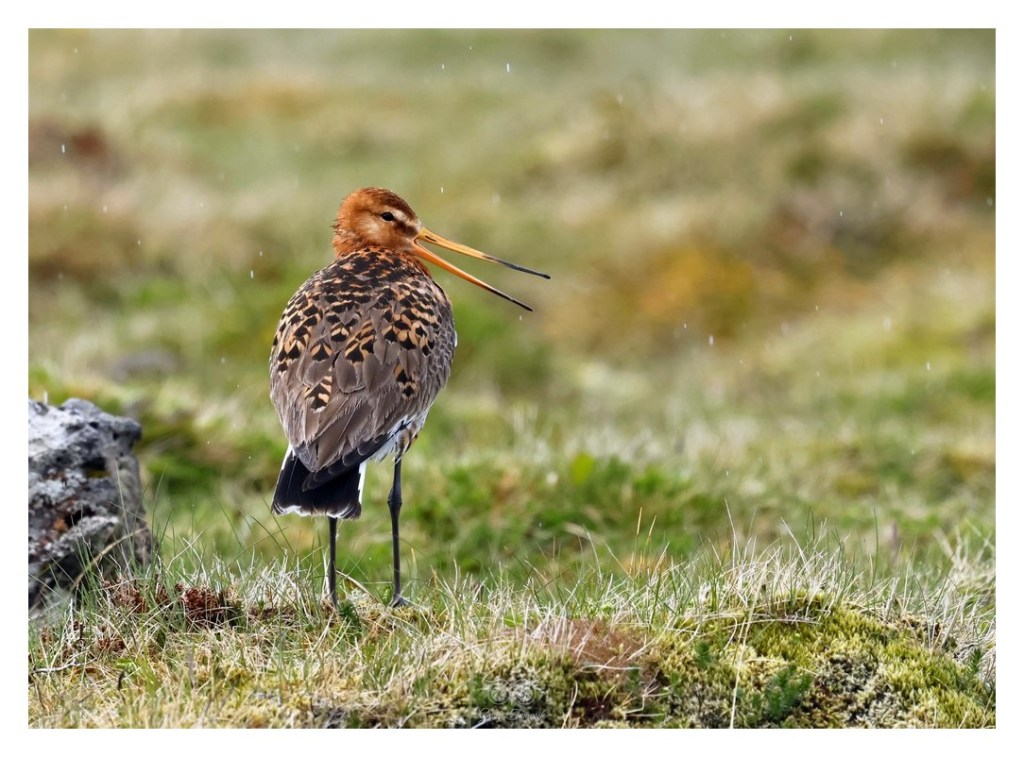 Rycyk, szlamik rycyk, szlamnik rycyk (Limosa limosa), 
Islandia 2026.06