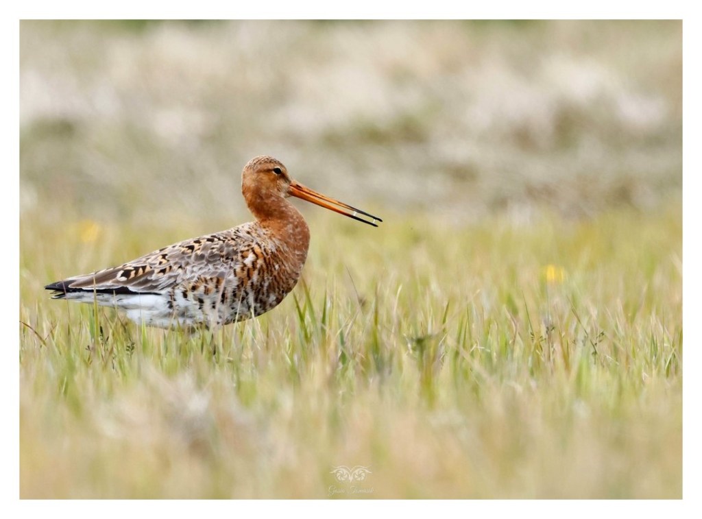 Rycyk, szlamik rycyk, szlamnik rycyk (Limosa limosa), 
Islandia 2026.06