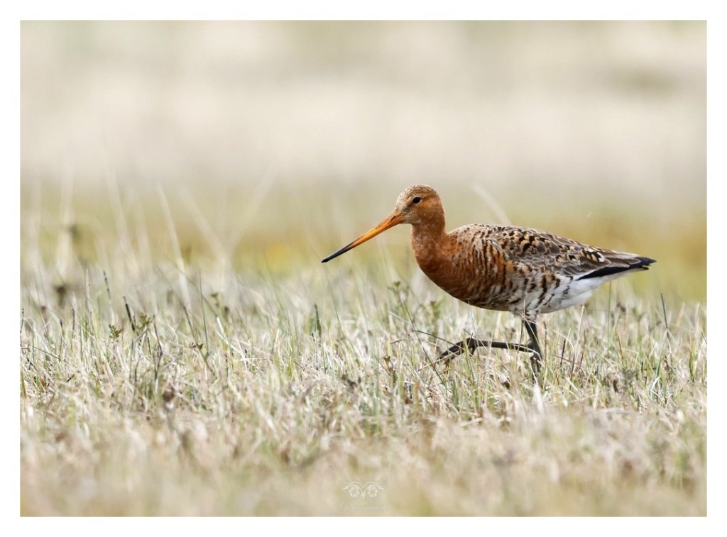 Rycyk, szlamik rycyk, szlamnik rycyk (Limosa limosa), 
Islandia 2026.06