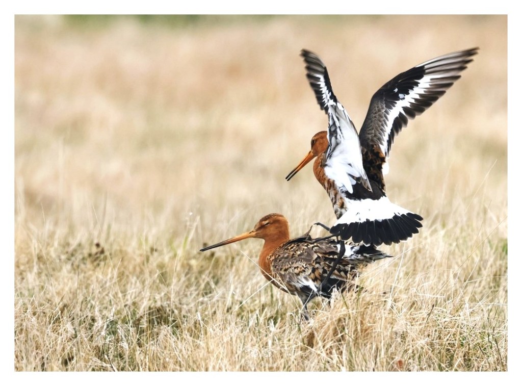 Rycyk, szlamik rycyk, szlamnik rycyk (Limosa limosa), 
Islandia 2026.06