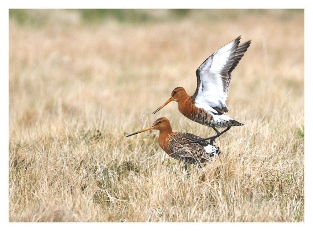 Rycyk, szlamik rycyk, szlamnik rycyk (Limosa limosa), 
Islandia 2026.06