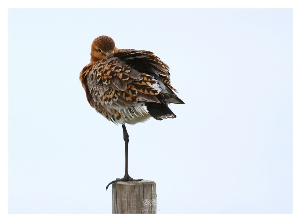 Rycyk, szlamik rycyk, szlamnik rycyk (Limosa limosa), 
Islandia 2026.06