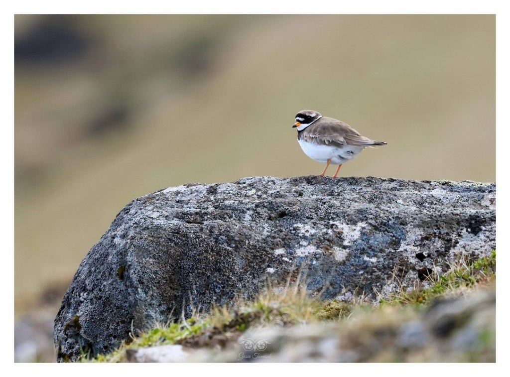 Sieweczka obrożna, lądowiec (Charadrius hiaticula), Islandia 2026.06