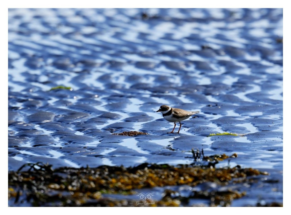 Sieweczka obrożna, lądowiec (Charadrius hiaticula), 
Islandia 2026.06