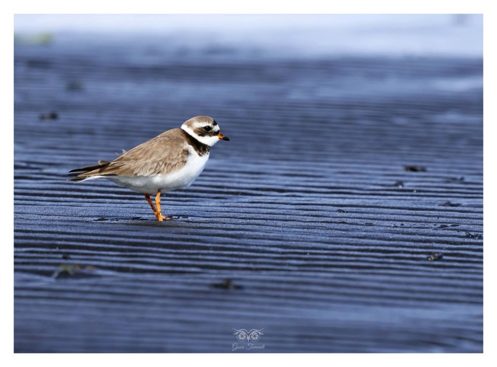 Sieweczka obrożna, lądowiec (Charadrius hiaticula), 
Islandia 2026.06