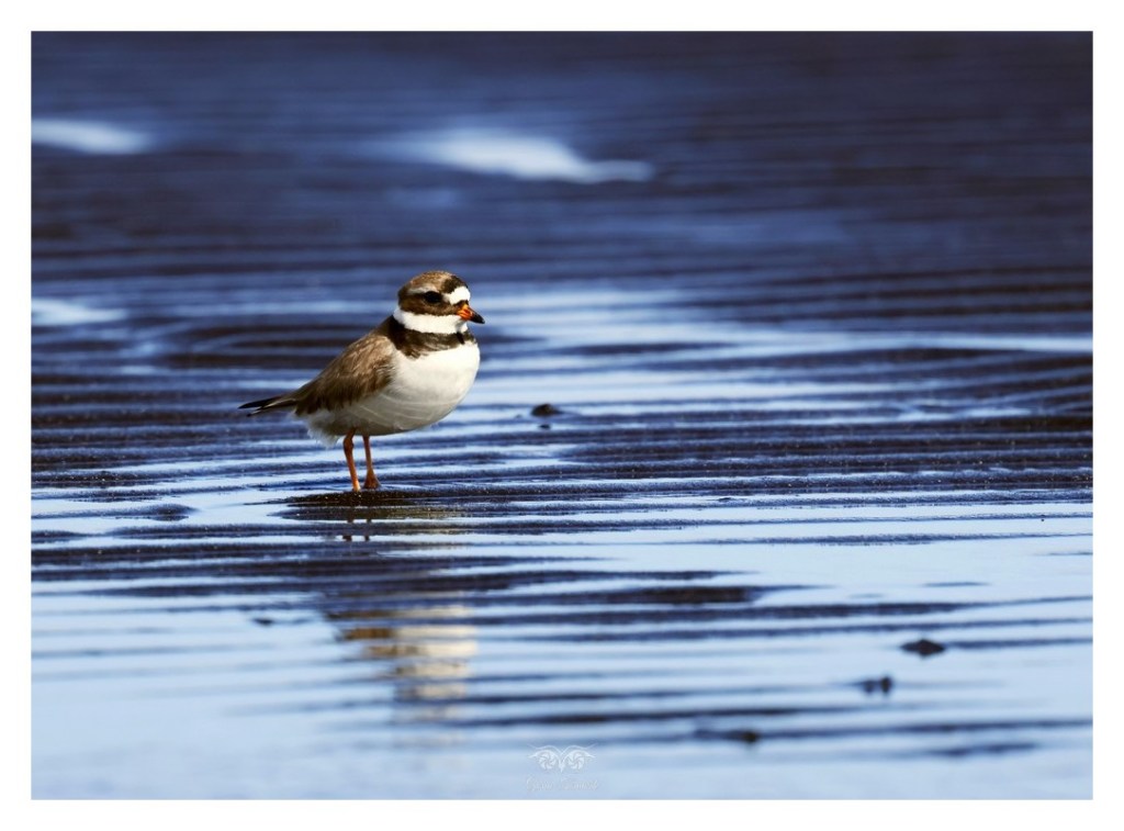 Sieweczka obrożna, lądowiec (Charadrius hiaticula), 
Islandia 2026.06