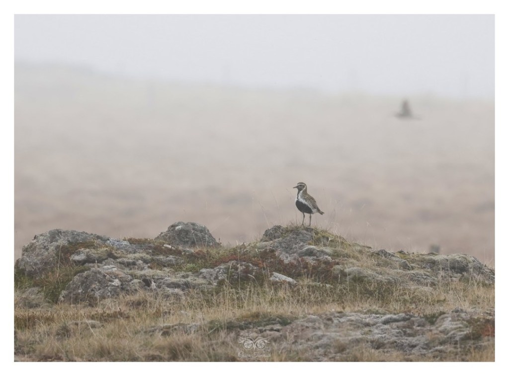 Siewka złota (Pluvialis apricaria), 
Islandia 2026.06