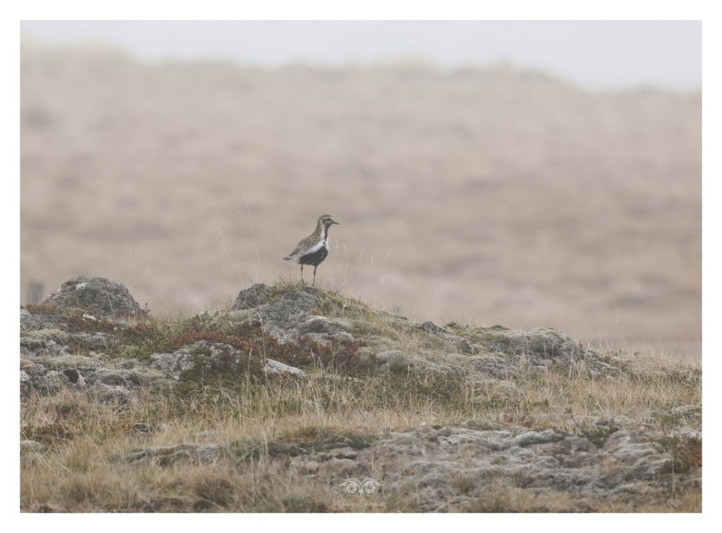 Siewka złota (Pluvialis apricaria), 
Islandia 2026.06