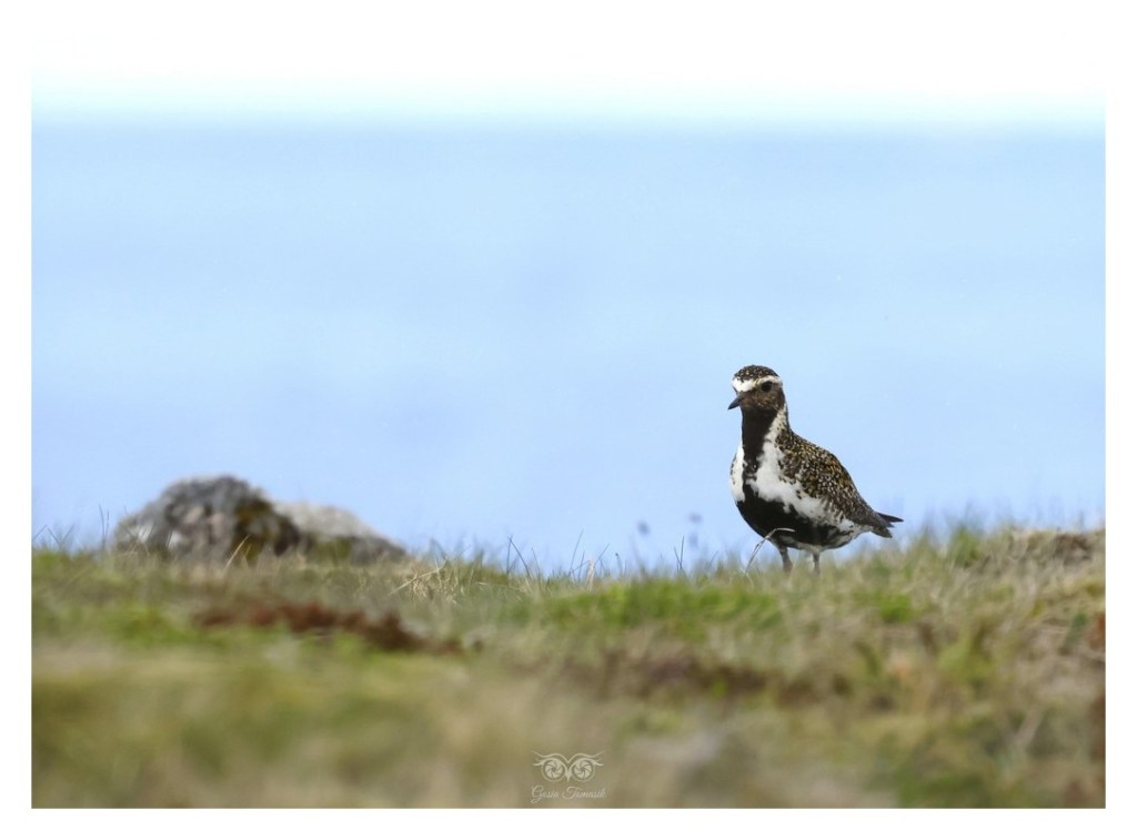 Siewka złota (Pluvialis apricaria), 
Islandia 2026.06